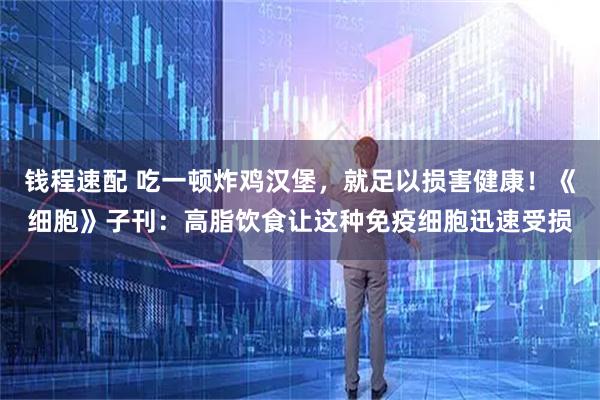 钱程速配 吃一顿炸鸡汉堡，就足以损害健康！《细胞》子刊：高脂饮食让这种免疫细胞迅速受损